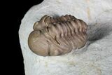 Bargain, Paciphacops Trilobite - Oklahoma #92750-3